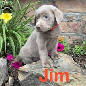 Jim, Silver Labrador Retriever Puppy